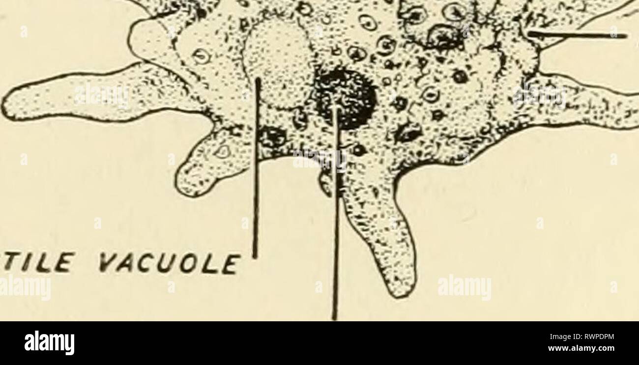 Elementi di biologia, con speciali elementi di biologia, con particolare riferimento al loro ruolo nella vita degli animali elementsofbiolog00buch Anno: 1933 VACUOLO ALIMENTARE VACUOLO CONTRATTILE NUCLEO FIG. 28. SARCODINA-ameba eye spot colore nucleo PLASriD CILIA VACUOLO CONTRATTILE UICRONUCLEUS ho UACRONUCLEUS VACUOLO CONTRATTILE Foto Stock