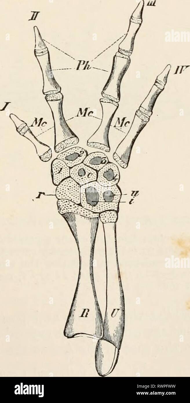 Elementi di anatomia comparata Elementi di anatomia comparata dei vertebrati elementsofcompar00wied Anno: 1886 FIG. 88.-estremità posteriore di Ranodon sibrricus. II, hnmerus ; IIS, assiale ray ; F, il perone ; T, tibia ; i, intermedium ; t, tibiale ; f, tibulare ; c, c, due centralia ; da 1 a 6, distale tarsalia ; t, tracce di un sesto ray entro la fila prossimale del tarso ; / a V, le rive metatarsals. FIG. 89.-DIRITTO IN AVANTI IL BRACCIO DEL CARPO E DELLA MANO DI Salamandra maculosa. (Dall'alto.) R, raggio ; U, ulna ; r, radiale ; i, u, intermedio-ulnare ; c, centrale ; da 1 a 4, dal primo al quarto Foto Stock