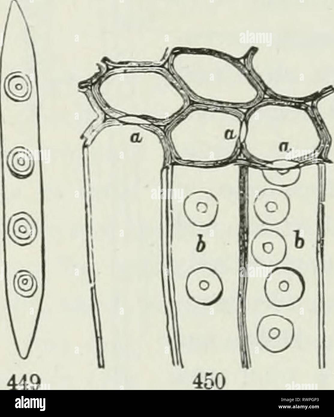 Gli elementi di botanica per gli elementi di botanica per i principianti e per le scuole elementsbotany00grigio Anno: 1887 134 vita vegetale e lavoro. [Sezione 16. mostrato in Fig. 444, sono solo quindici centesimo di un pollice di larghezza. Tliose di Buttouwood (Fig. 447) sono più grandi e sono qui liiglily magnificato oltre a. Le figure sliow il modo in legno-eclls sono comunemente messi insieme, cioè con la loro estremità rastremate eaeh sovrapposti altri, â spUced insieme come â dando così più resistenza e tenacità. In legni duri, sueh come Hickory e rovere, le pareti di questi tubi sono molto spesse, nonché densa; Foto Stock