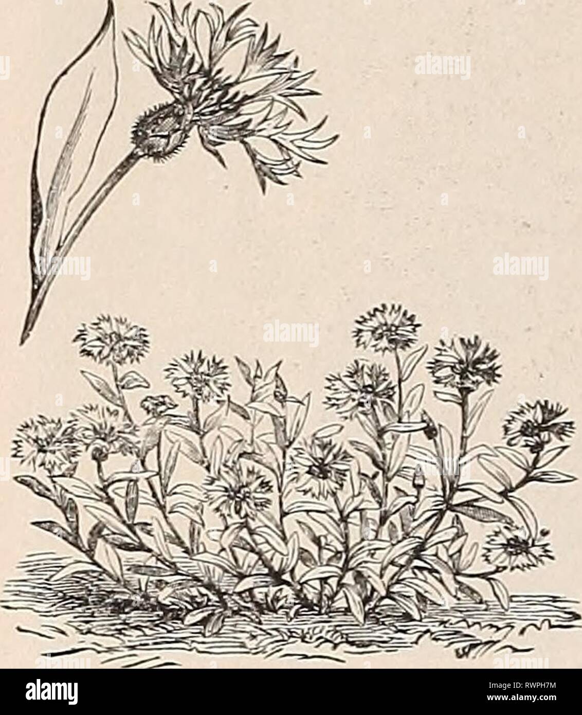 Ellwanger & Barry catalogo generale Ellwanger & Barry catalogo generale di frutta e piante ornamentali, le rose etc ellwangerbarrysg1894moun Anno: 1894 118 ELLWANQER & BAHRTS MaÂ"-. Campanula Grosseki. Blu violaceo; 3 piedi. Luglio. 25e. C. Iiainarqueii. Azzurro pallido; 3 piedi. Giugno e Luglio. 25C. C. latifolia. Blu violaceo ; grandi lasciava ; 1 piedi 6 pollici. Luglio e Agosto. 25C. C. macrantha. Ricco di fiori viola; da 2 a 3 piedi. Giugno. 25C. C. medie rosea. Un gradevole- varietà della campana di Canterbury. 25C. C. iiobllis. Pui-ple, semi-doppia; 2 a 2 piedi*. Giugno. 25C. C. nobilis fl. alba. Un grande fiore Foto Stock