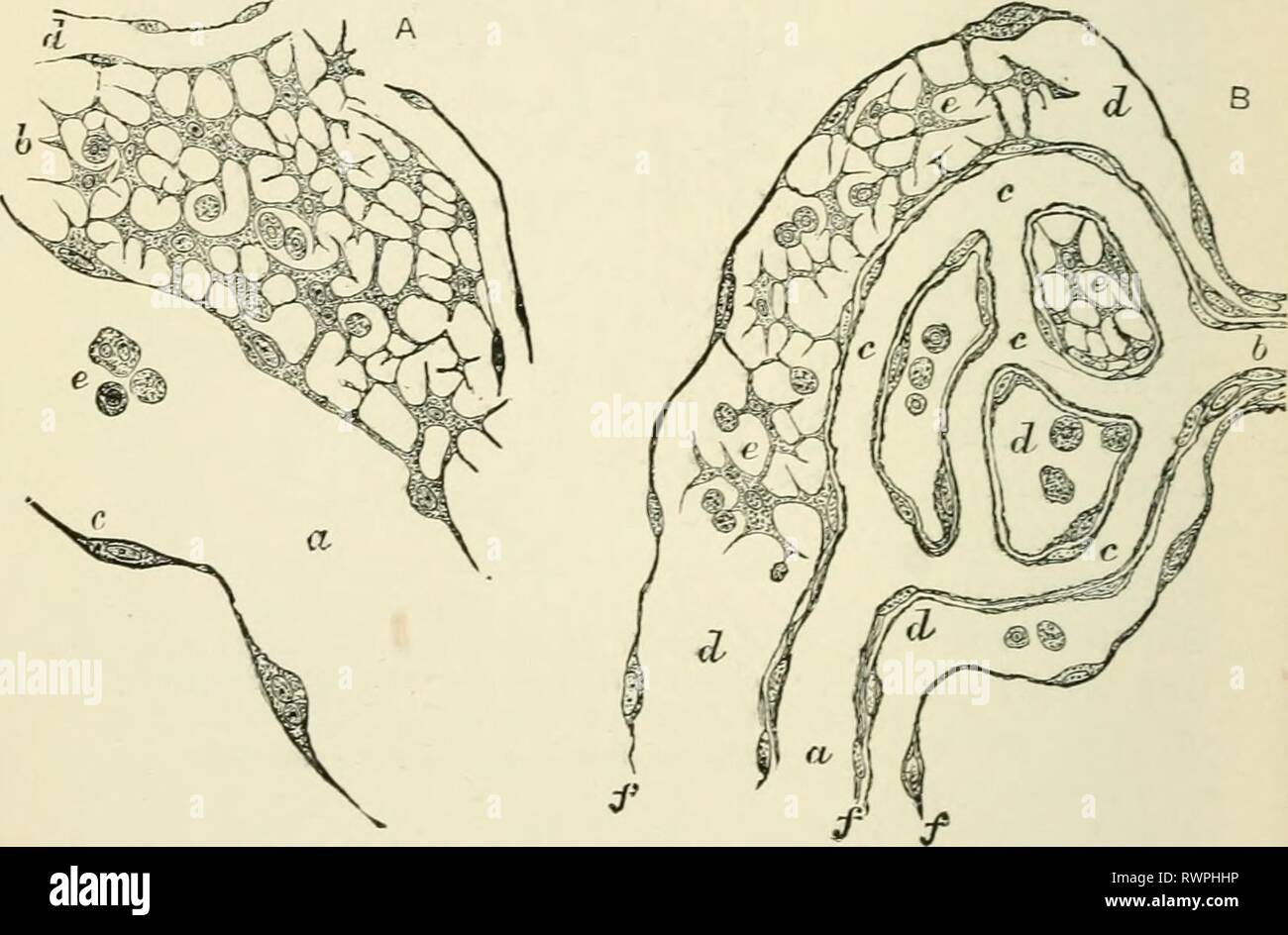 Elementi di istologia (1898) Elementi di istologia elementsofhistol00klei Anno: 1898 128 elementi di istologia ill'omento e la pleura, e nella milza (^[corpuscoli alpigliian). (3) follicoli linfatici, vale a dire di forma ovale o sferica di masse più o meno ben destinate ; nelle tonsille, alla radice della lingua, dell'u[)per parte della faringe (Phar3'nx tonsille), nello stomaco di piccole e grandi dimensioni di Fig. 89. - Noduli Lyinphangial,nell'omento di una cavia, developini: in connessione con i vasi linfatici. {Klein ' Sydevi linfatico.') Un nodulo Perilymphangial: un vaso linfatico; b, tessuto linfoide: Foto Stock