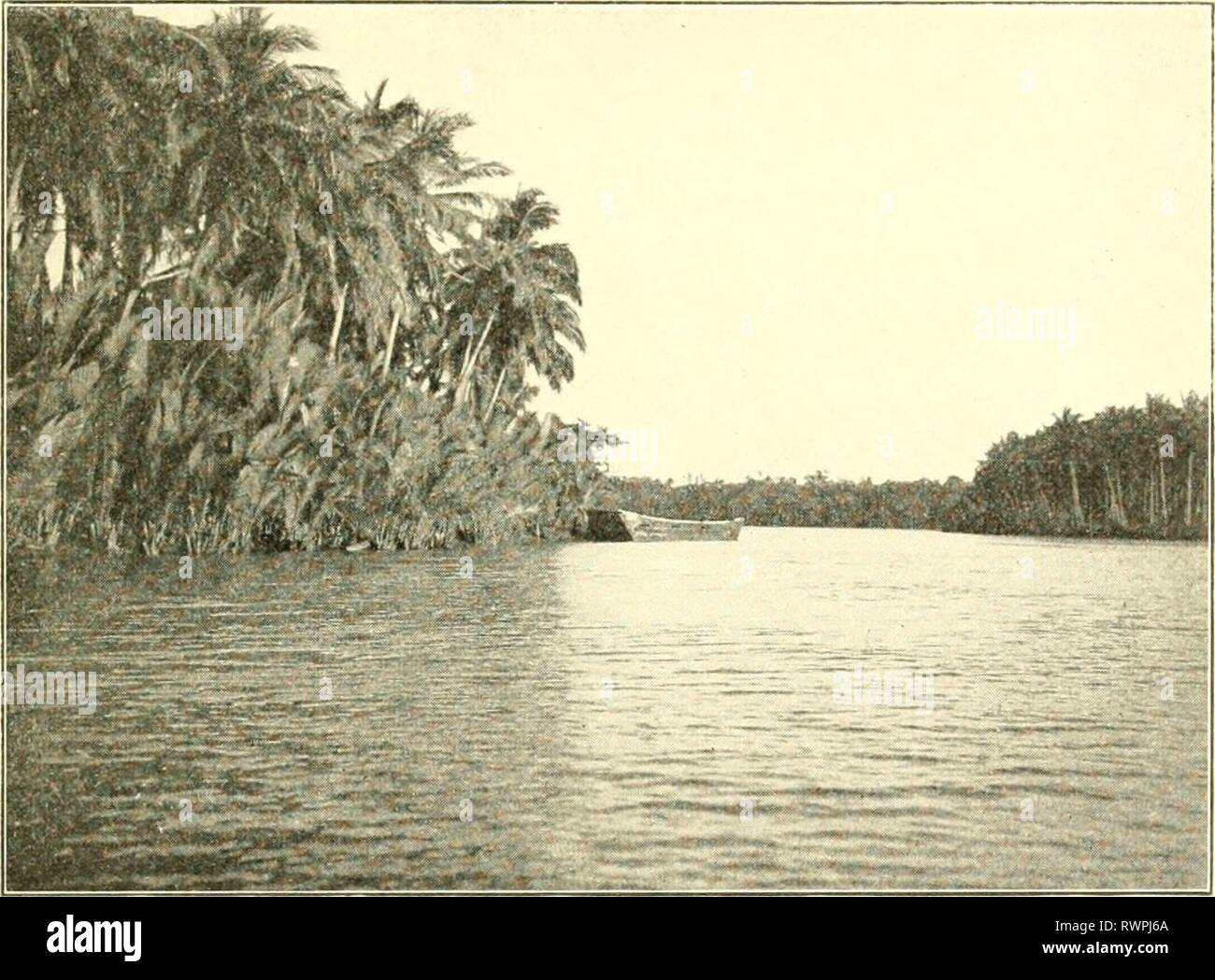 Elementi di Agricoltura delle Filippine (1908) Foto Stock