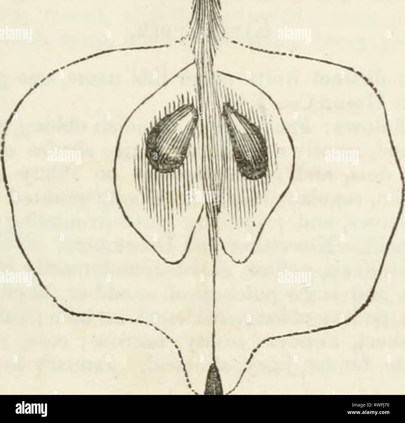 Elliott di frutta libro; o, Elliott di frutta libro; o la frutta americano-coltivatore di guida nella orto e giardino. Essendo un compend della storia, le modalità di propagazione, cultura, ecc., di alberi da frutto e cespugli, con descrizioni di quasi tutte le varietà di frutta coltivate in questo paese; prende atto del loro adeguamento alle località e suoli, e anche un elenco completo dei frutti degni di coltivazione elliottsfruitbo00elli Anno: 1858 per un appassionato di cultura. 141 di Kaighn Spitzenbkrg. Spitzenberg rosso, rosso Peaimain, Red Winter Pearmain, lunga Pearmain, Scarlet pfarmain, } erroneamente, Oliio vino, Lungo J Foto Stock