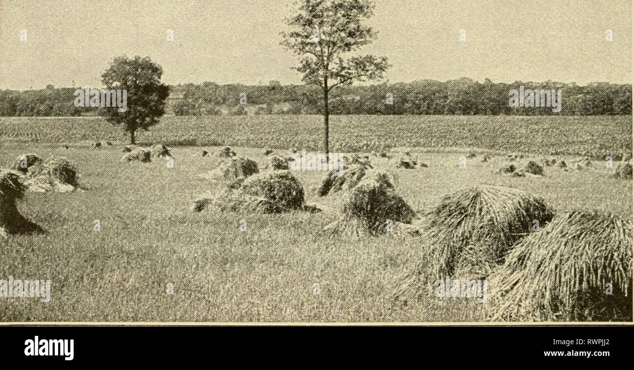 Agricoltura elementari (1917) elementare agricoltura elementaryagricu01nida Anno: 1917 136 ELEMENTAKY AGEICULTUKE il grano senza un singolo tocco dalle mani dell'uomo. Da un lato il grano è tagliato e su altri sacchi di grano sono sceso in cumuli di pronto per il mercato. Questa macchina è disegnata da grandi squadre da ventiquattro a quaranta cavalli e muli e har- fig. 75. Gli shock di golden grain. Si i giubbotti da trenta a quaranta acri di cereali al giorno. richiede solo quattro uomini per farlo funzionare. Le Mietitrici di vapore. Ci sono grandi combinati har- vesters gestito da vapore. Essi raccolto da settanta- cinque su on Foto Stock