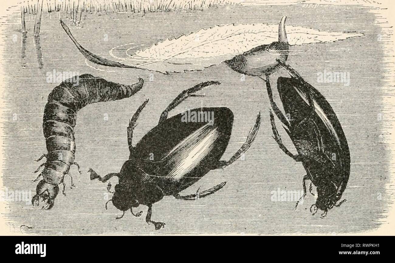 Entomologia elementare ([c1912]) elementare entomologia elementaryentomo00sabbia Anno: [c1912] 142 entomologia elementare interamente su insetti, lumache, girini, ecc. Entrambe le metà e le zampe posteriori sono sviluppati per il nuoto e vengono utilizzati alternativamente. FIG. 199. Acqua-scavenger coleotteri (Hydrophilns sp.), larva, e peculiare di uovo sulla massa battente (Dopo Brehm) Carrion-coleotteri (Silphidae). Laddove un animale morto è stata lasciata esposta, il carrion- o sotterrare-coleotteri può essere trovato l'alimentazione su di esso. La più com- mon carrion-coleotteri del genere Silpha sono di un ampio, ovale e molto appiattito, con piccole teste, Foto Stock