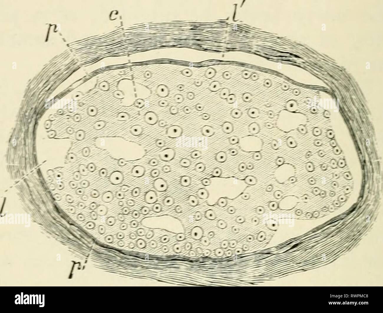 Elementi di istologia (1898) Elementi di istologia