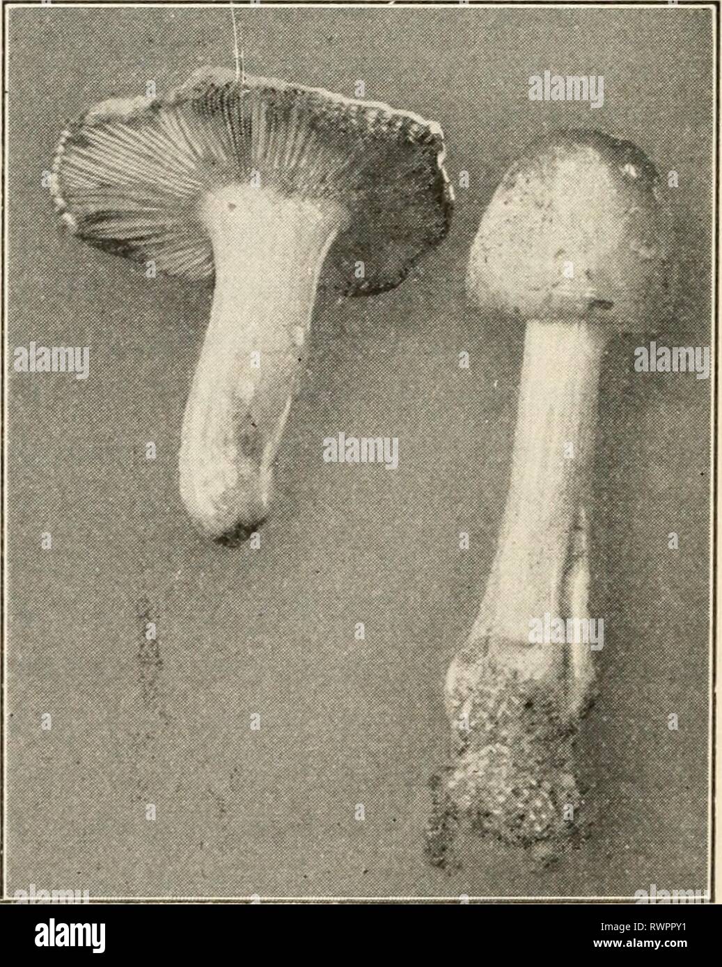 Elementi di biologia; un elementi pratici della biologia; un testo pratico-prenota la correlazione di botanica, zoologia e fisiologia umana elementsofbiolog00hunt Anno: [c1907] stampa Spore. della PAC. Queste sono le branchie, branchie verso il basso sulla superficie di disturbare per almeno dodici ore, sarà trovato che quando il tappo viene rimosso una stampa delle dimensioni e della forma delle branchie rimane sulla carta. Questa è una stampa di spore. È stato causato da le spore della pianta, che sono caduti dal luogo in cui essi sono stati formati tra le branchie alla superficie della carta. Il micelio. - Il fungo è quindi Foto Stock