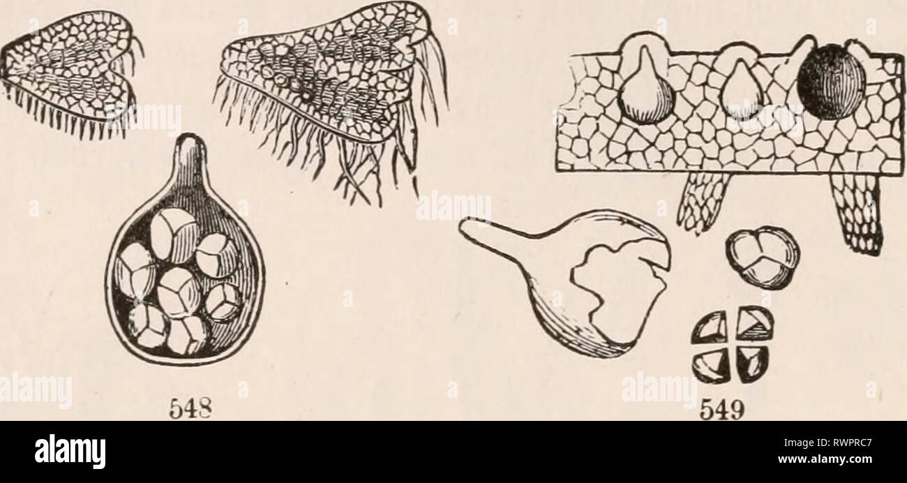 Gli elementi di botanica per gli elementi di botanica per i principianti e per le scuole elementsofbotany00grigio Anno: 1887 166 CRYPTOGAMOUS FLOWERLESS o piante. [Sezione 17. L'impianto stesso o i suoi organi essenziali, che devono essere descritti in modo dettagliato in libri separati e resi soggetti di studio speciale. 504. Tuttavia essa può essere bene per cercare di dare qualche idea generale di ciò che le alghe e licheni e funghi sono. Linneo aveva tutti sotto gli ordini di alghe e funghi. Successivamente i licheni sono state separate; ma 545 546 547 di fine è stato reso più probabile che un lichene è costituito da un un Foto Stock