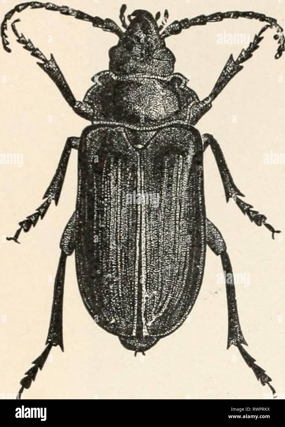 Entomologia elementare ([c1912]) elementare entomologia elementaryentomo00sabbia Anno: [c1912] Ho6o elementari di entomologia ampia e comprende molti seri pesti, come ad esempio il giro- intitolata il melo borer e altri con simili abitudini. Tre com- mon specie nerastro, brillantemente con striping con giallo (Fig. 234), sono noti come locust-borer, hickory-borer e zucchero - maple-borer, dopo i loro rispettivi impianti alimentari, che frequentemente sono uccisi dal lavoro delle loro larve. Tra i nostri più grandi coleotteri il prionids, larve di che infestano le radici dei diversi tipi di frutta e di alberi di ombra e herbaceo Foto Stock