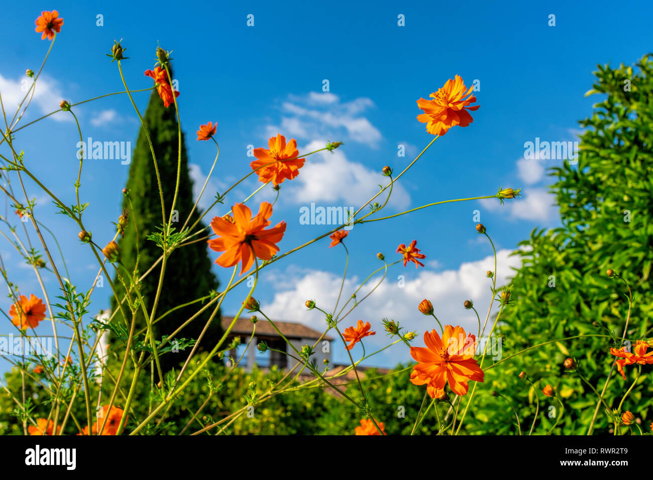 Close up. Bellissimi fiori arancione con il blu del cielo. Sfocata verde solitario cipresso e piastrelle marrone sul tetto in background Foto Stock