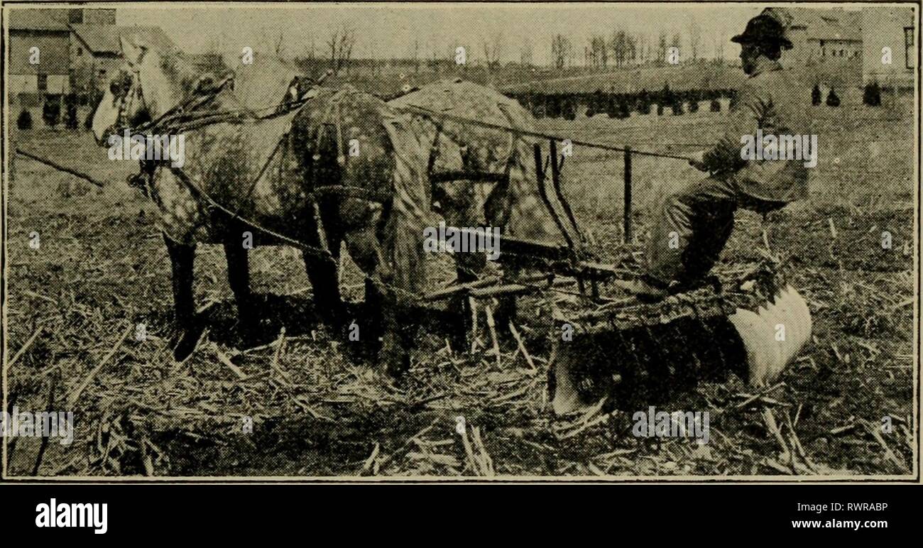 Gli elementi della pratica agricola, preparato degli elementi della pratica agricola, preparati specialmente per l'insegnamento elementare di agricoltura; elementsoffarmpr01wils Anno: 1915 cavalli 179 fieno per cavalli, ma buon fieno trifoglio alimentato in moderazione è molto auspicabile tipo di mangime per loro. Domande: 1. Cosa intendi per una razione equilibrata? 2. Membro del requisito in nutrienti digeribile, di un cavallo a un duro lavoro. 3. Che cosa si può dire per quanto riguarda la corretta combinazione di feed per i cavalli? Aritmetica: 1. Se avene sono vale la pena 40c. per staio e timothy fieno vale $6.00 per tonnellata, qual è il costo di razione n. Io? 2. Ho Foto Stock