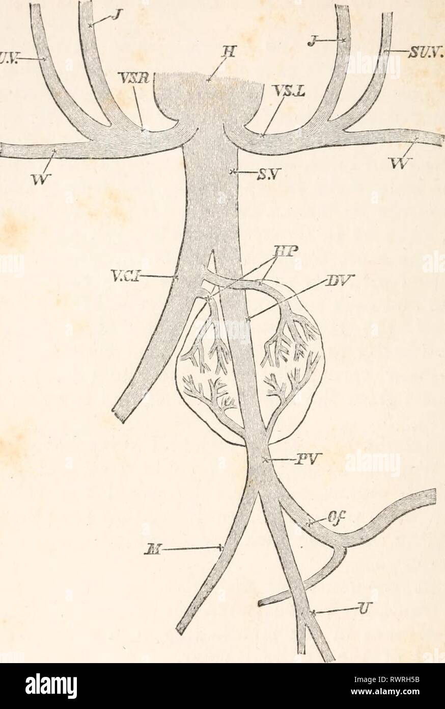 Gli elementi di embriologia (1874) degli elementi di embriologia elementsofembryo01fost Anno: 1874 208 il sesto giorno. [CHAP. Fig. 63. SUYr schema della circolazione venosa durante la successiva dat di incubazione. II. il cuore. V. S. R. destra della vena cava superiore. V. S. L. sinistra della vena cava superiore. 8. V. sinus venoso. I due venae cava superiores sono originali 'ductus Cuvieri", hanno ancora aperto in seno venoso e non in- dipendente nel cuore. J. la vena giugulare. SU. V. superior vena vertebrale. W. vena per l'ala. V. C.I. vena cava inferiore, che riceve la maggior parte del sangue dall'inf Foto Stock