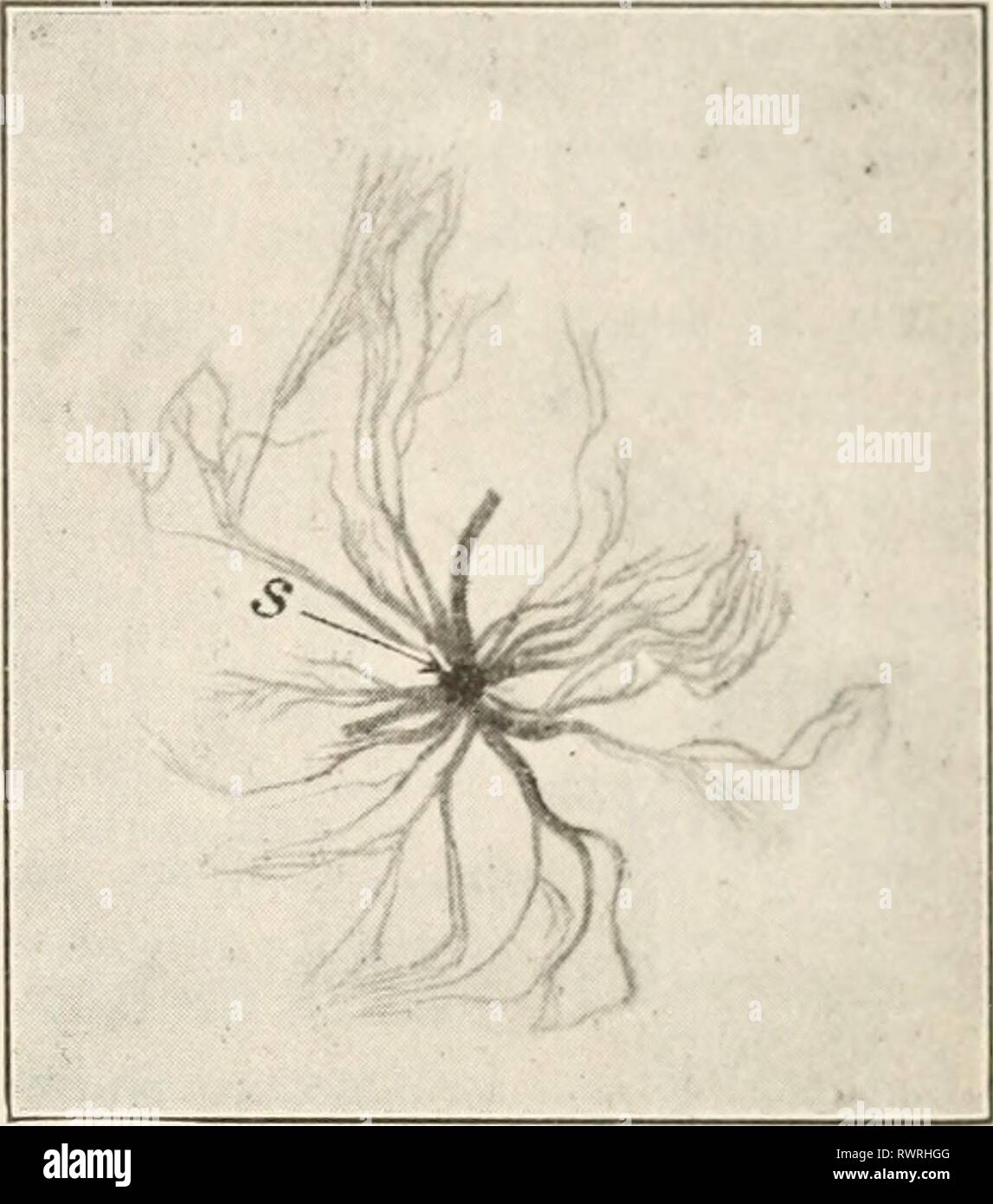 Elementi di biologia; un elementi pratici della biologia; un testo pratico-prenota la correlazione di botanica, zoologia e fisiologia umana elementsofbiolog00hunt Anno: [c1907] insetti 229 Spiracle con la trachea} rimosso da un insetto; s, spiracle. Tre volte la dimensione naturale. Fotografata da Davison. Trachee.-l'trachese dividere e suddividere come i rami di un albero in modo che tutte le cavità del corpo viene raggiunto mediante le loro belle finali. Alcuni addirittura passare verso l'esterno nelle vene delle ali. Ciascuno di questi tubi contiene aria. Il sangue di un insetto non cir- culate attraverso un sistema di chiusura dei tubi di sangue come in m Foto Stock