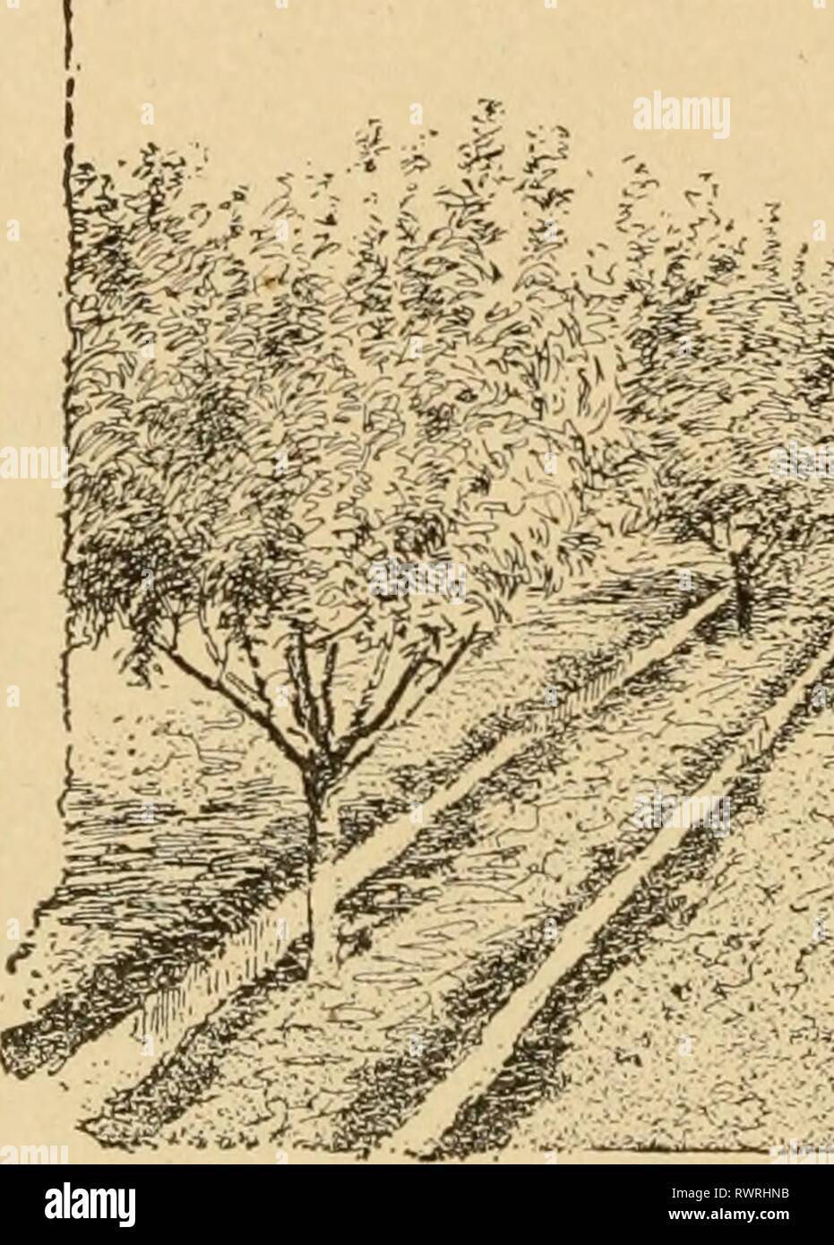 Elementi di agricoltura, meridionale e elementi di agricoltura, meridionale e occidentale elementsofagricu00welb Anno: 1908 !lt) ELEMENTI DI UNA(;KICULTUUE sul prodotto. Uno sucli raccolto è il sedano. Cavolo e cipolle possono richiedere un expenditnre di $75 a 1100 un acro e può portare dei ritorni del 1150 a $300 un acro. Tra le colture praticate sul sistema esteso può essere menzionato il frumento, la cui media denaro ritorna all'acro negli Stati Uniti sono circa $10, ma l'aver- età le spese di produzione e di commercializzazione possono essere solo $8 o $9. La stessa capacità di business e lo sforzo neces- 'â ^x-M Foto Stock