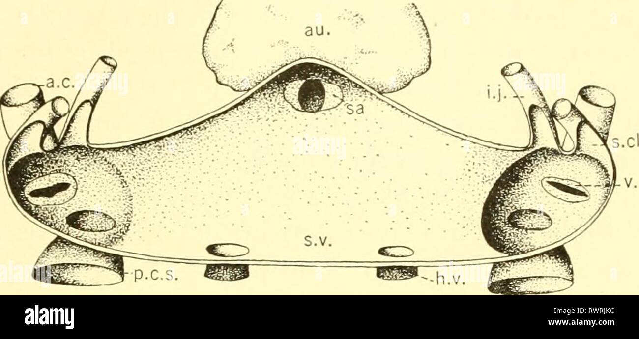 Il elasmobranch pesci (1934) i pesci elasmobranch elasmobranchfish03dani  Anno: 1934 I PESCI ELASMOBRANCH 203 parte. La parte posteriore è trovato  per primo al)fuori a metà strada tra i lembi pettorali e segmenti