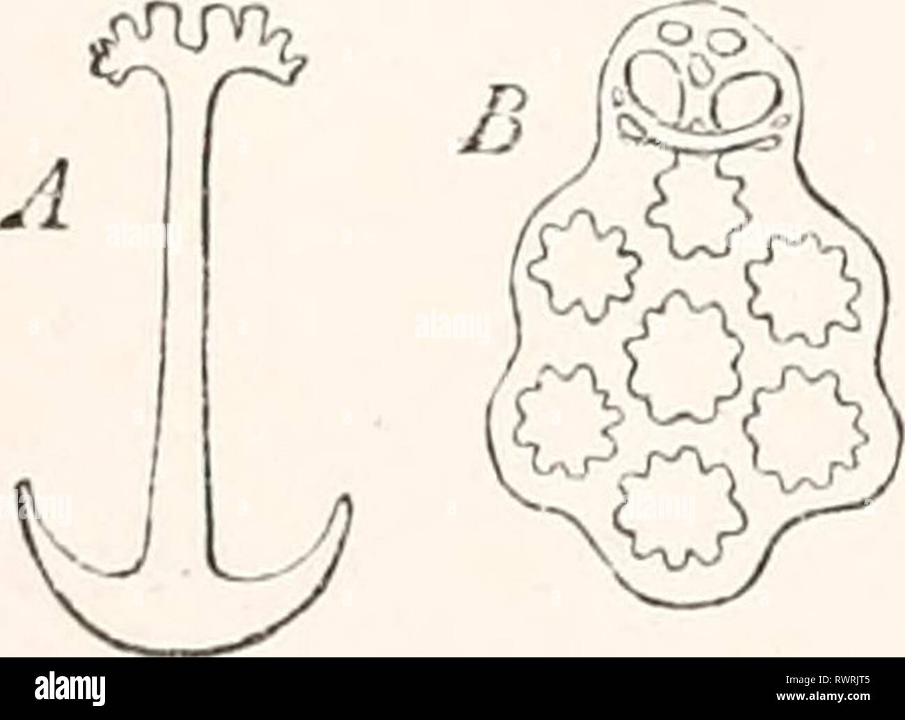 Elementi di anatomia comparata (1878) Elementi di anatomia comparata elementsofcompar00gege Anno: 1878 Fig. 104. Pedicellaria! OfEcliiuus saxa- t i 1 i s. Un Pedicel- laria con la sua pinza- bracci aperti ; B con loro chiuso (dopo Erdl). ambulacral canal, e così il punto di una affinità con questo scheletro. Lo scheletro dell'apparato masticatorio nel Echino'ida e Clypeastrida è da considerarsi come un autonomo sviluppo; esso circonda l'inizio dell'enteron, e consiste di un certo numero di blocchi calcarei collegati insieme come una impalcatura. Dorso-simili processi sono collegati con t Foto Stock