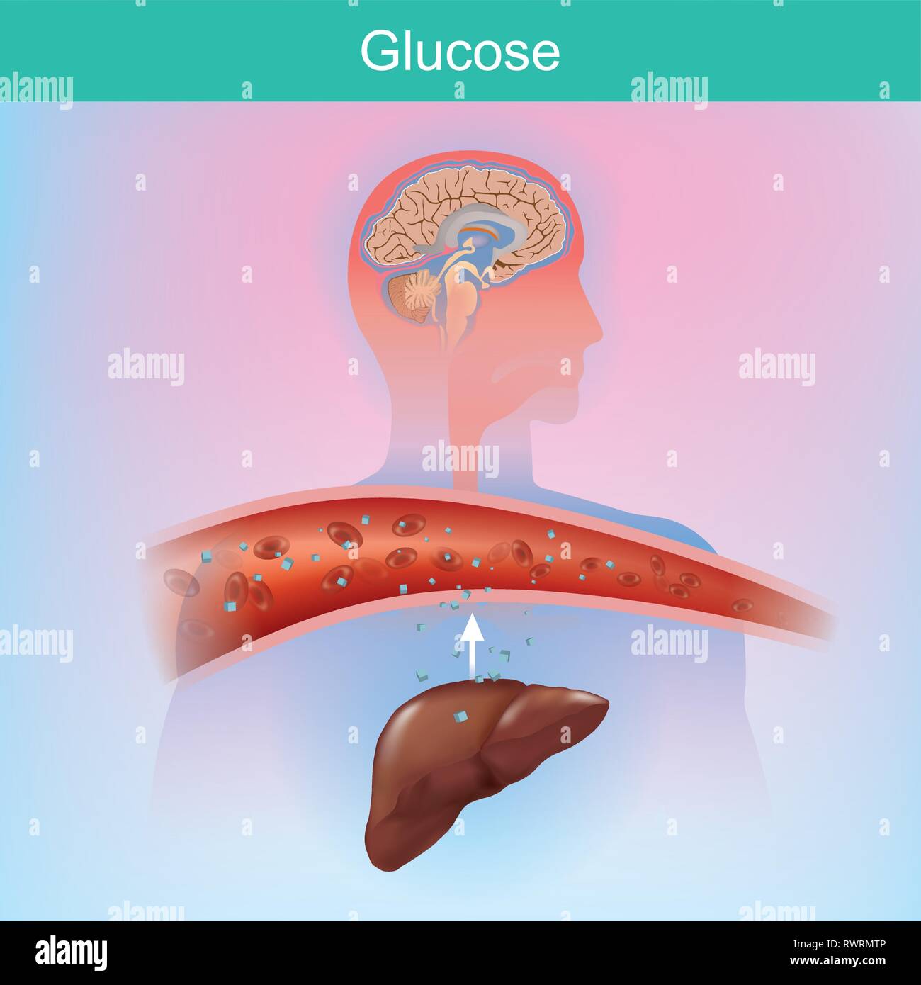 Il glucosio è uno zucchero che il corpo crea naturalmente mediante processo chimico dal fegato. Il glucosio è importante per le varie cellule. In particolare presso il cervello Illustrazione Vettoriale