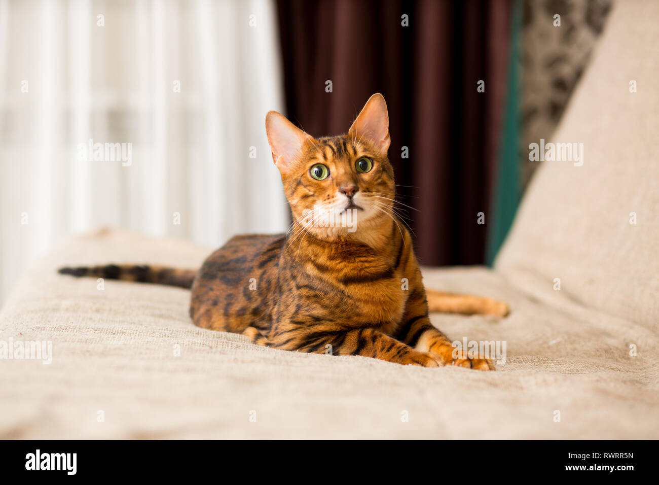 Un adulto gatto bengalese giace sul lettino stretching le sue zampe Foto Stock