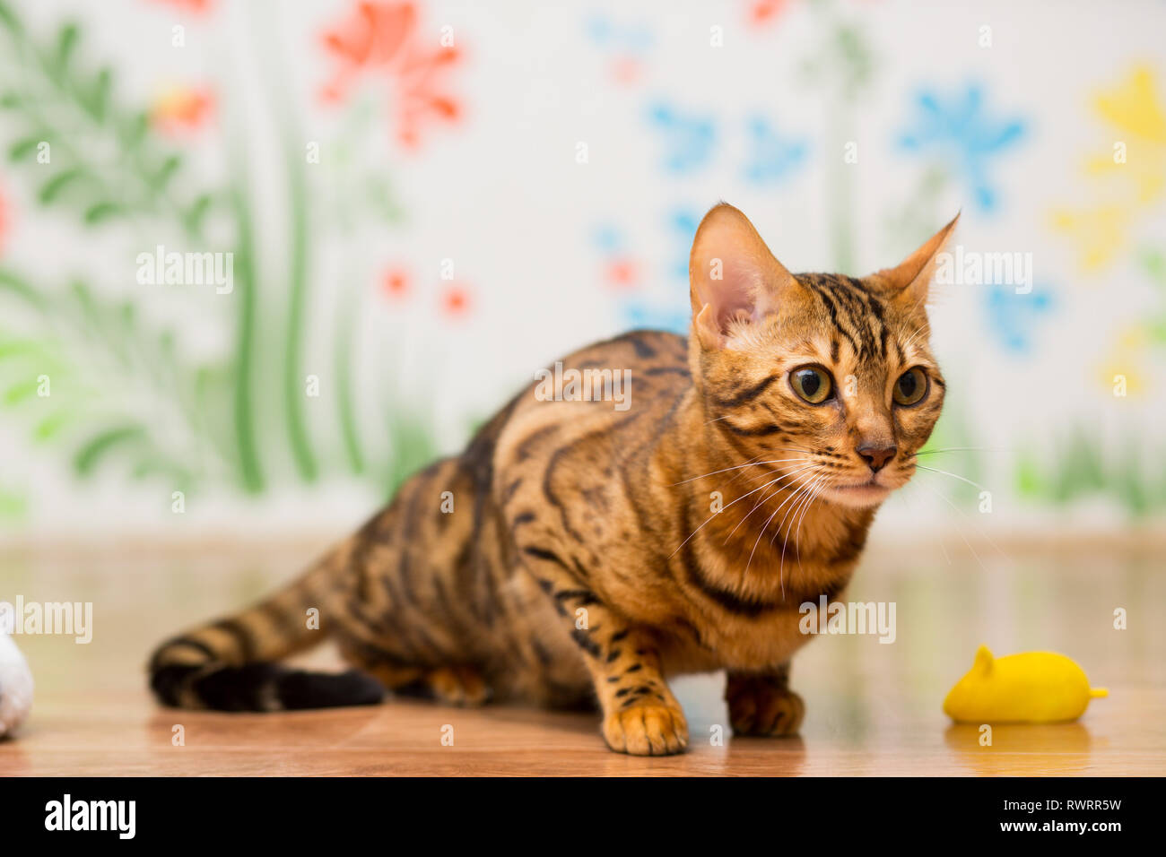 Il giovane Gatto bengala gioca allegramente sul pavimento Foto Stock