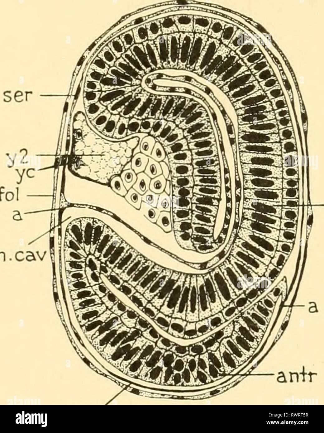 Embriologia di insetti e myriapods; embriologia di insetti e myriapods; la storia evolutiva degli insetti, millepiedi e millepedes da uovo desposition [!] alla schiusa embryologyofinse00joha Anno: 1941 post ser.ceph Fig. 188.-sezioni mediane di stadi A-E dell'APHIS vivipara pelargonii. (A) Unione di amnion e serosa, {am) Amnion, {am. cav) cavità amniotica. {Un?nf) piegatura del sacco amniotico. {Antr) estremità anteriore dell embrione, {B. cv) corpo primario cavità, {fol) epitelio follicolare. {Post) estremità posteriore dell embrione, {ser) Serosa, {ser. ceph) serosa cefalica, {y) primari tuorlo, {y 2) tuorlo ovarica, {yc Foto Stock