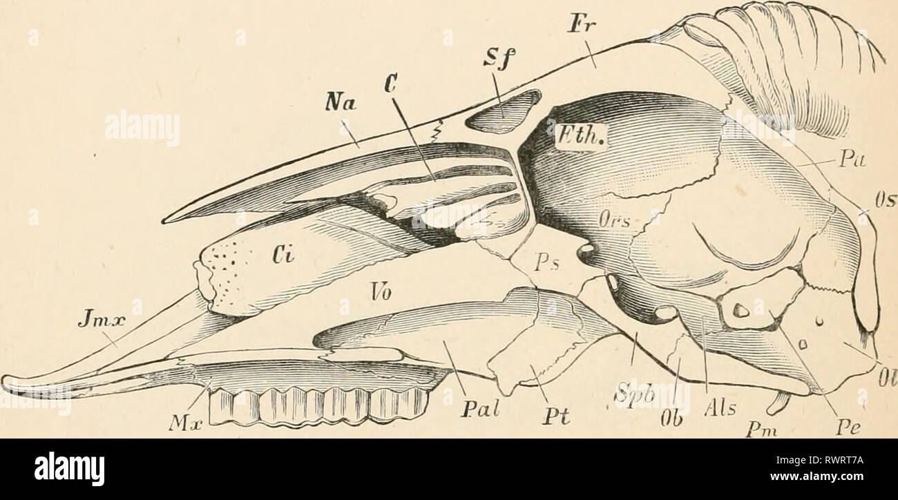 Testo elementare-libro di zoologia (1884) elementare libro di testo di zoologia elementarytextbo0201clau Anno: 1884 276 .MAMMALIA. del cranio al posto del setto interorbital si estendono in avanti nella sinusite etmoide regione. Succede così che la sinusite etmoide (lamina cribrosa] costituisce il confine della parte anteriore e la parte inferiore del cranio (fig. r.lis). Le ossa temporali anche prendere una parte essenziale in delimitante la cavità cranica, poiché non solo le Petrose e una parte di rnastoid*, ma anche la grande squamosal occupare lo spazio rimanente tra il alisphenoids exoccipitals e. Il sempre occipitale Foto Stock