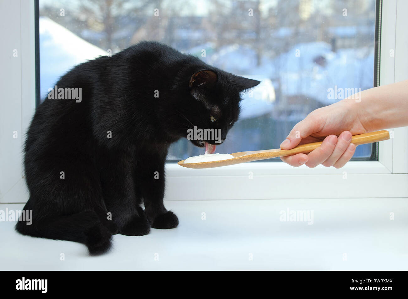 Gatto nero seduto sulla finestra di mangiare panna acida da un cucchiaio di legno. Close-up. Foto Stock