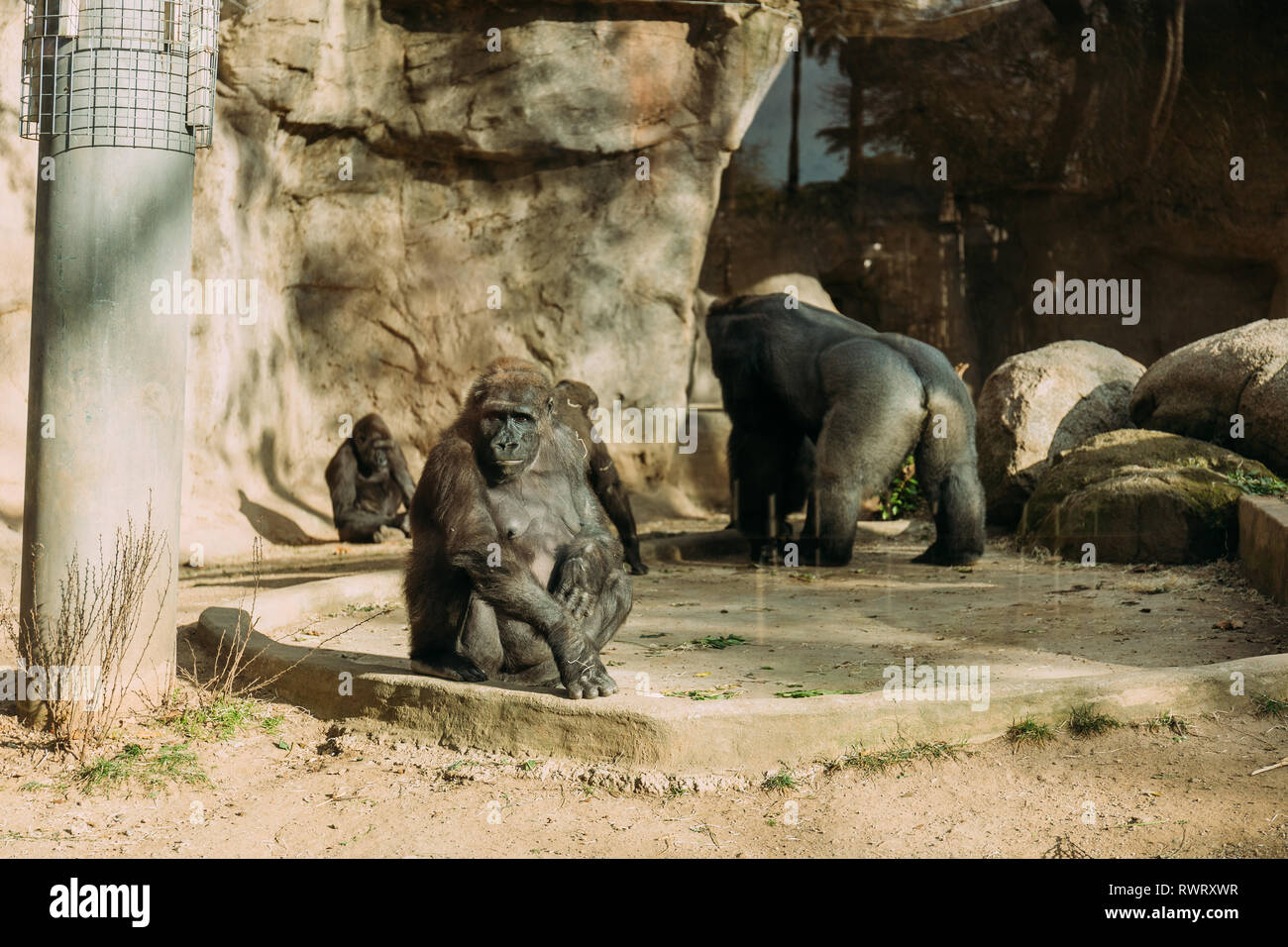 Gli scimpanzé e gorilla nel parco zoologico, Barcellona, Spagna Foto Stock