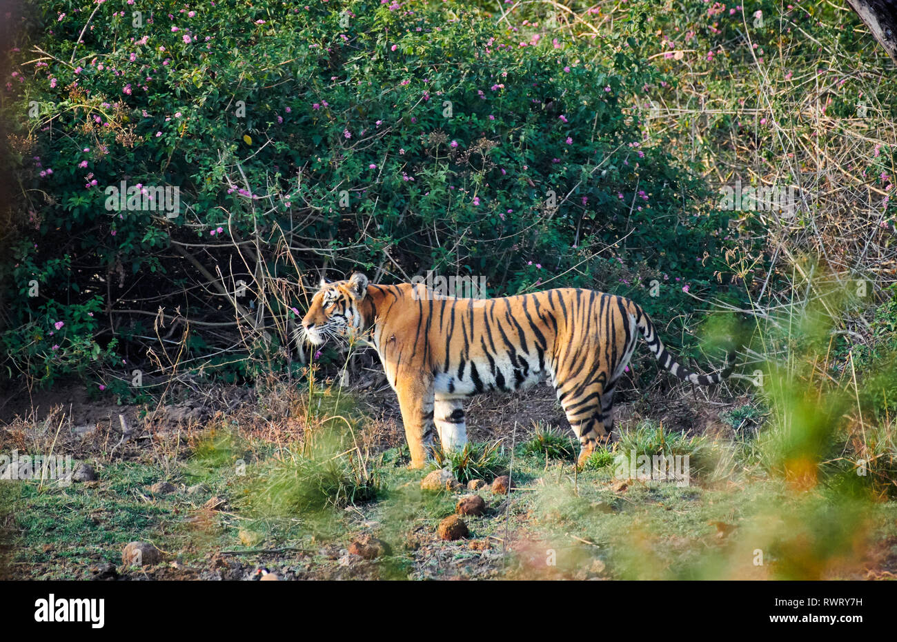 Indian Tiger (Panthera tigris tigris) Guardando nella fotocamera, Bandipur Riserva della Tigre, Karnataka, India Foto Stock