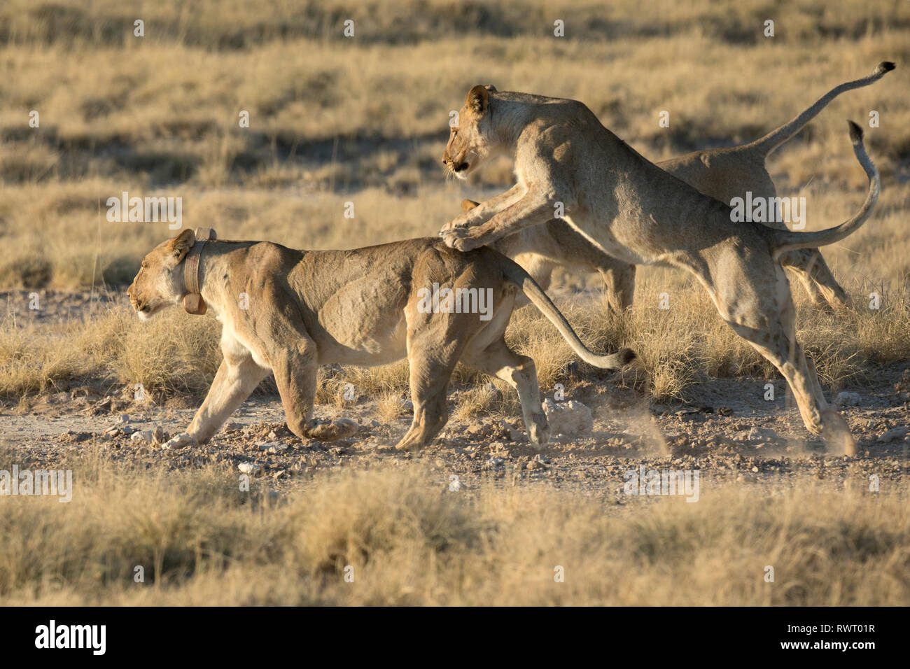 Due Lions giocano nel duro mattina la luce in corrispondenza di un foro per l'acqua nel Parco Nazionale Etosha, Namibia. Foto Stock