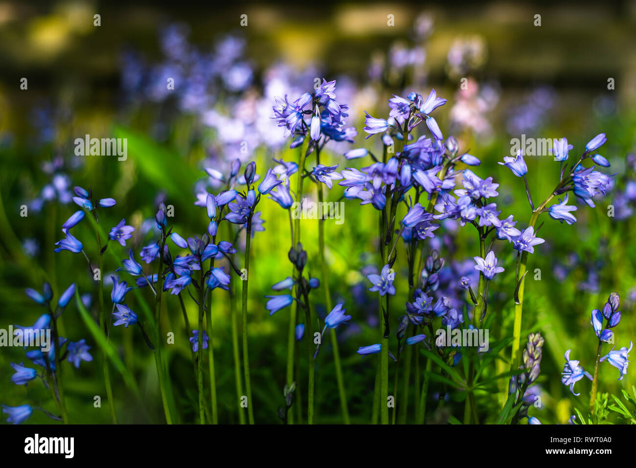 Bluebells in legno con luce pezzata Foto Stock