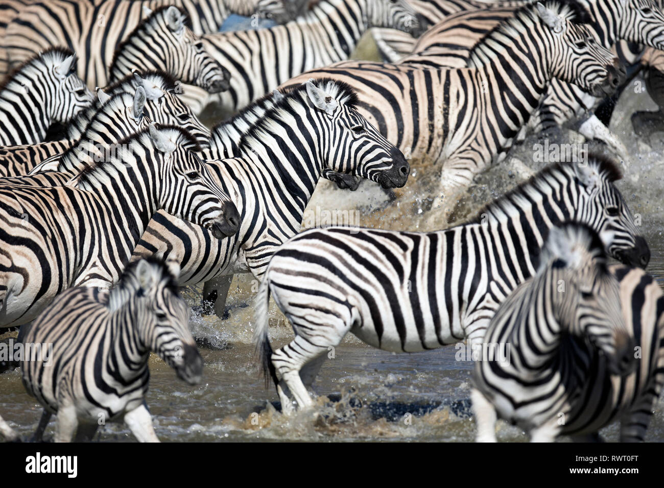 Zebra in esecuzione in una immagine astratta a Okaukuejo foro per l'acqua, il Parco Nazionale di Etosha, Namibia. Foto Stock