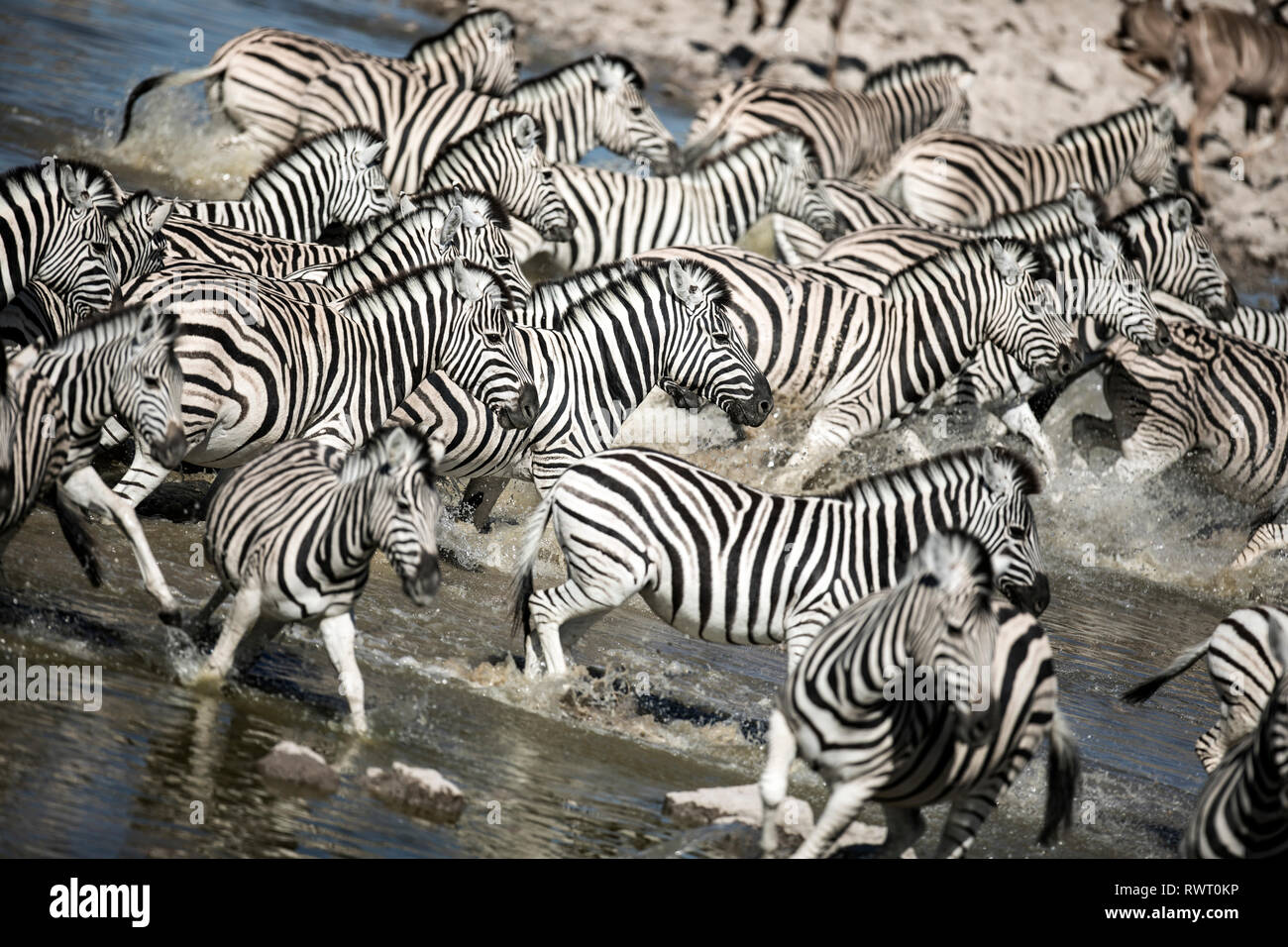 Zebra in esecuzione in una immagine astratta a Okaukuejo foro per l'acqua, il Parco Nazionale di Etosha, Namibia. Foto Stock