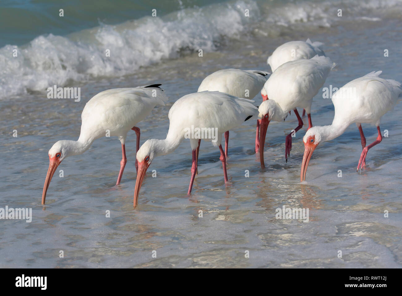Una Congregazione di Americano bianco ibis (Eudocimus albus) alimentazione nel surf, Tigertail Beach, Marco Island, Florida, Stati Uniti d'America Foto Stock