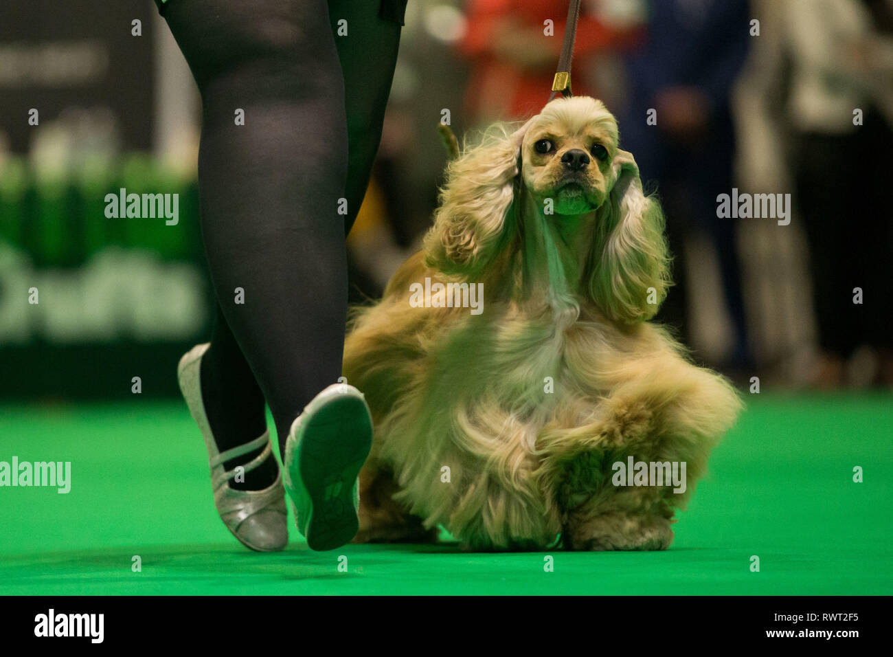 Un Americano Cocker Spaniel al Birmingham National Exhibition Centre (NEC) sul primo giorno del Crufts Dog Show 2019. Foto Stock