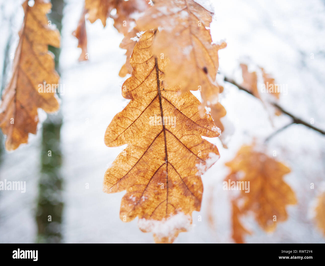 Un congelate di foglie di quercia con la neve sulle punte pendente da una succursale in un bosco Foto Stock