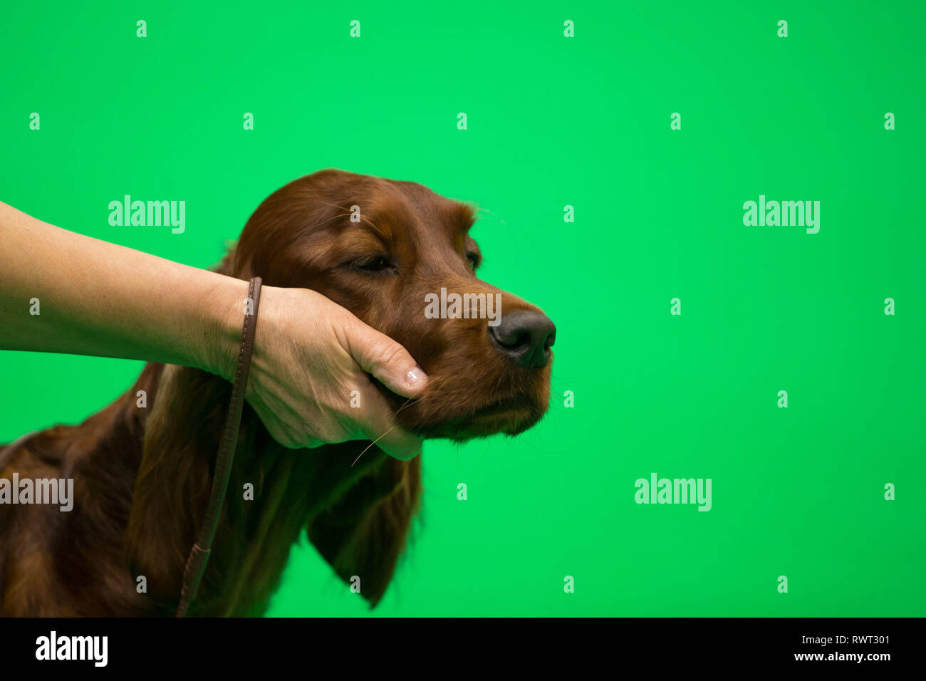 Un Setter Irlandese in mostra ring a Birmingham National Exhibition Centre (NEC) sul primo giorno del Crufts Dog Show 2019. Foto Stock