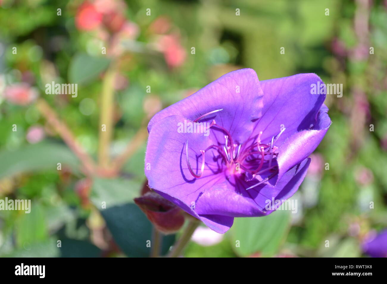 Bellezze dei fiori Foto Stock