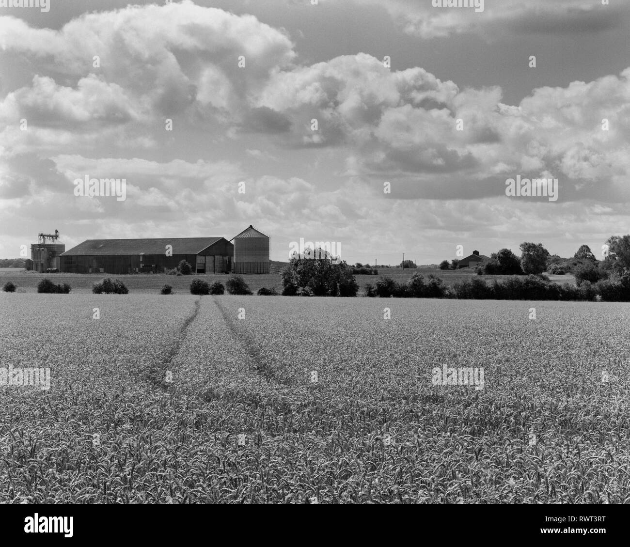 Campo di grano di maturazione e silos in South Cambridgeshire Foto Stock