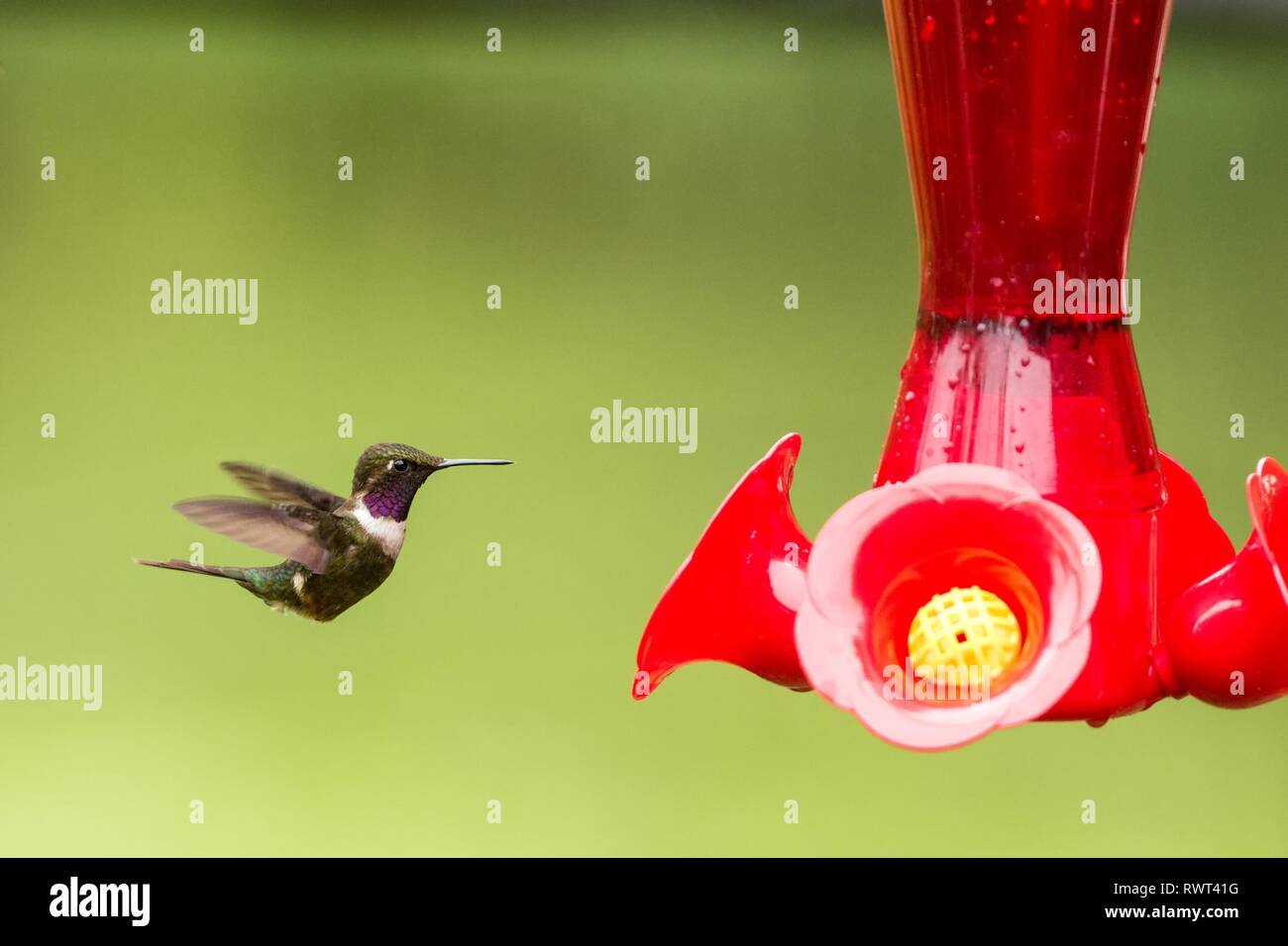 Purple-throated woodstar,hummingbird con ali teso,la foresta tropicale,Colombia,bird passando accanto al rosso alimentatore con zucchero acqua, giardino,chiaro Foto Stock