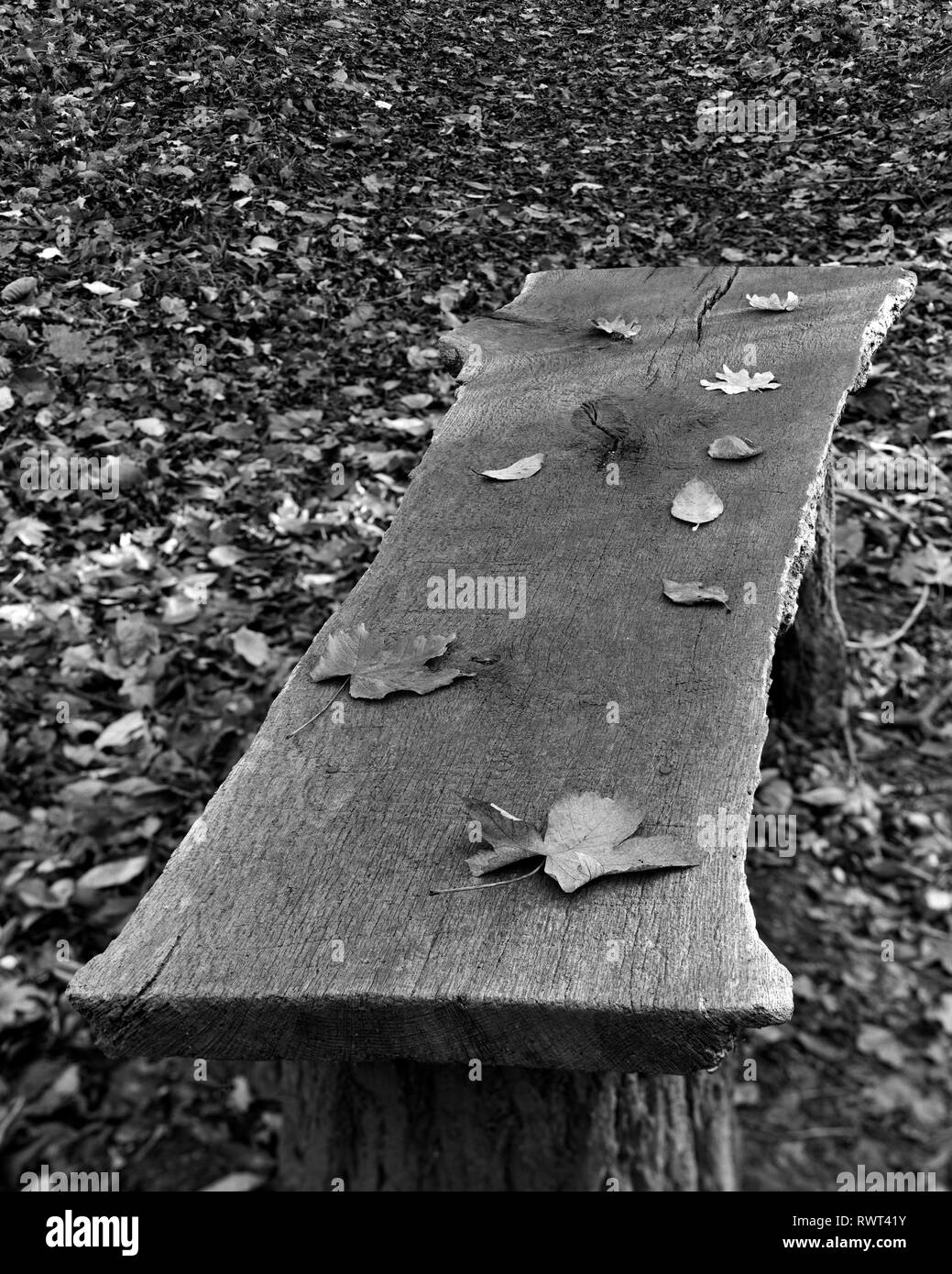 Foglie di autunno sul banco in legno Waresley Cambridgeshire Inghilterra Foto Stock