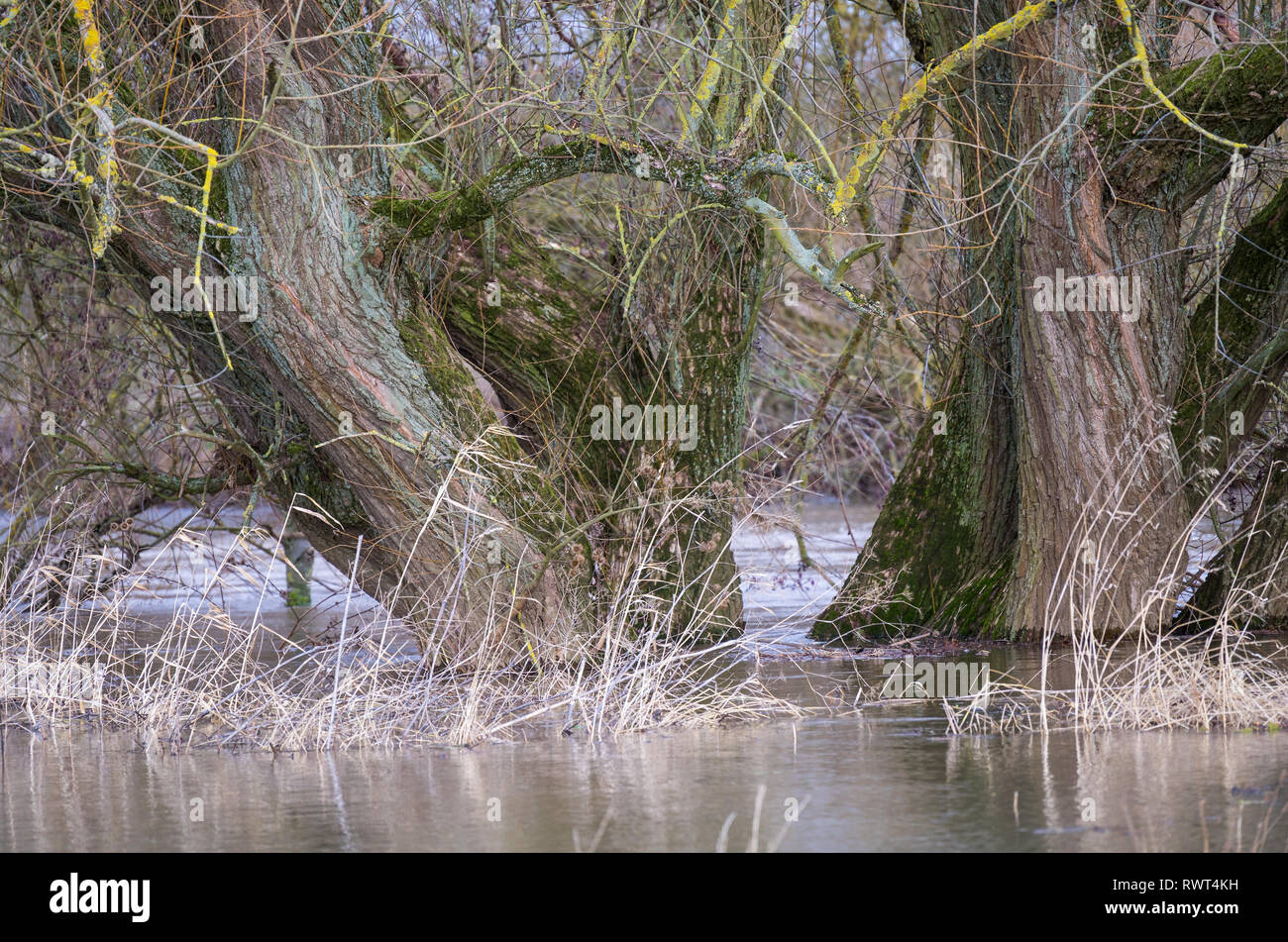 Überschwemmung - Bäume am Flussufer der Lahn Foto Stock