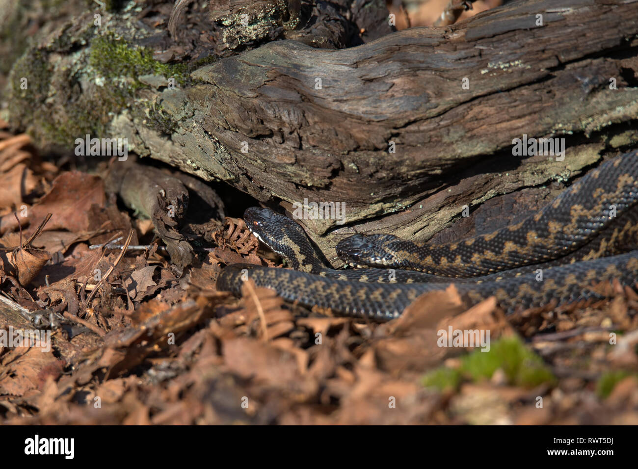 Snake e sommatori Foto Stock