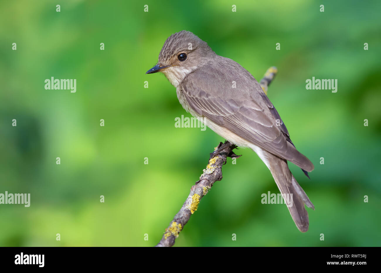 Spotted flycatcher appollaiato su un ramo di lichene Foto Stock