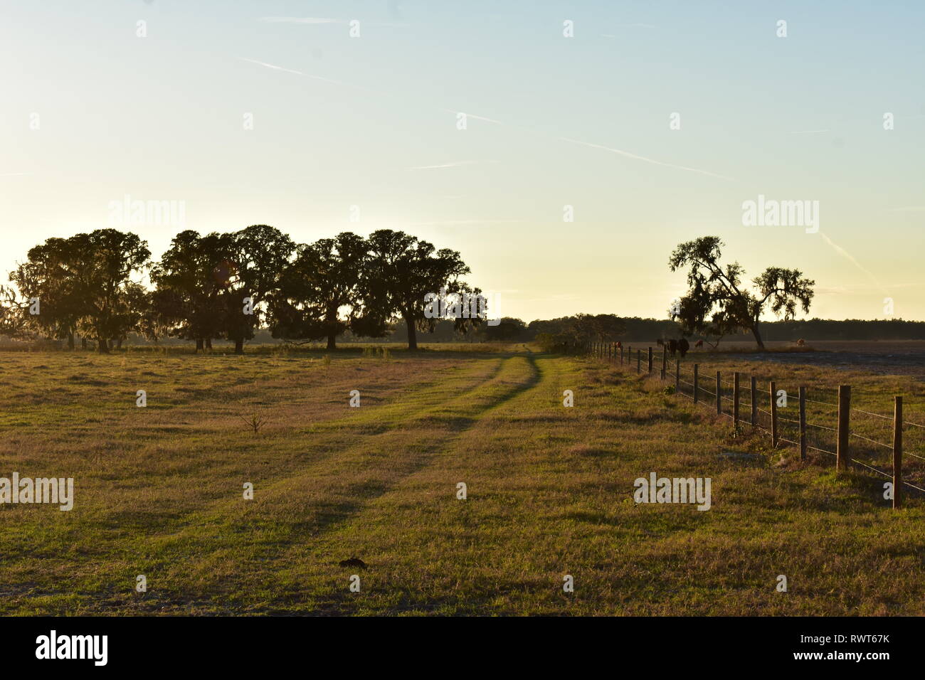 Florida di campi di fattoria Foto Stock