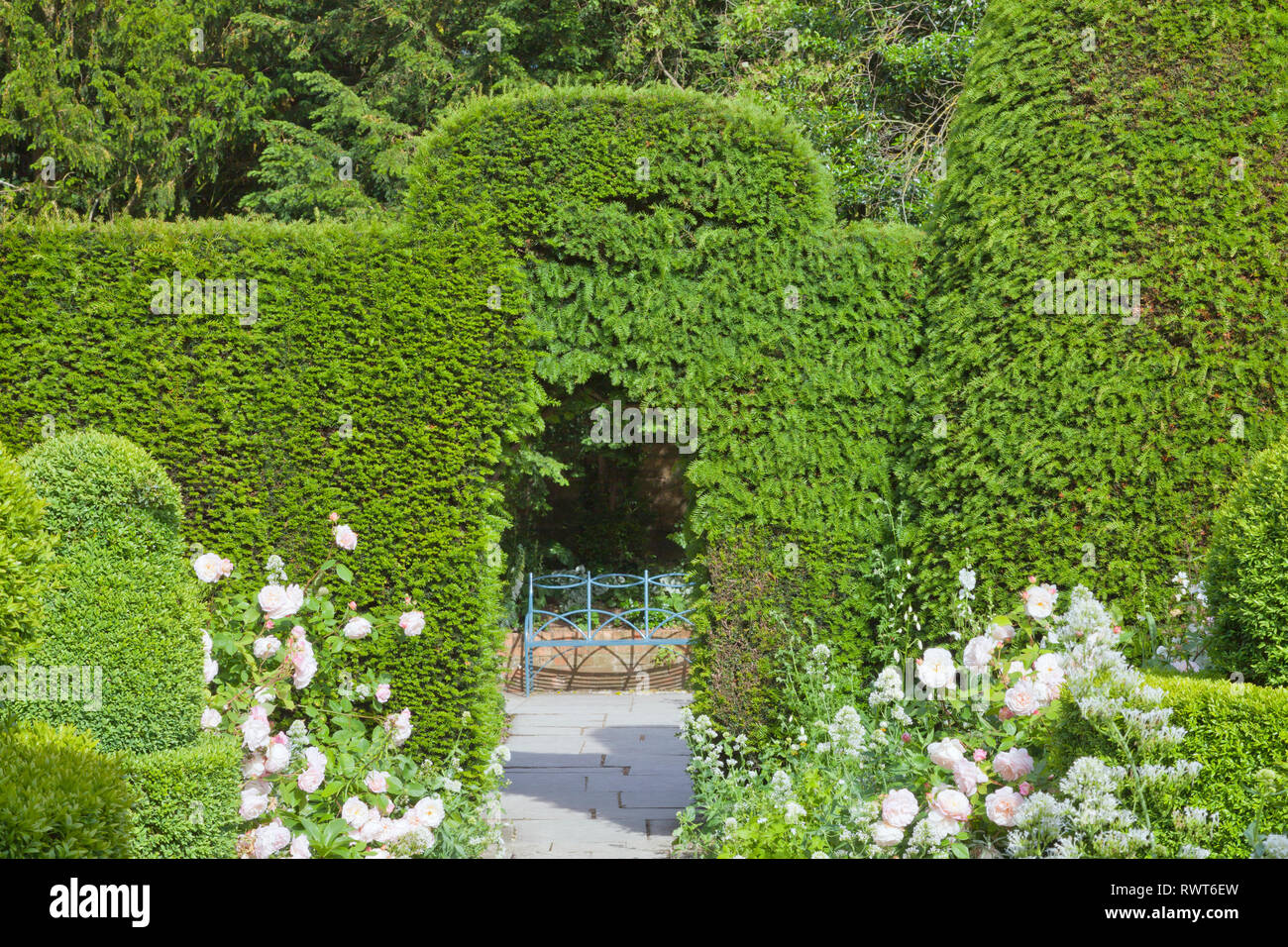 Giardino percorso tra le rose rosa, topiaria da piante tramite arco nella siepe rifilato portando ad un blu banco di metallo . Foto Stock