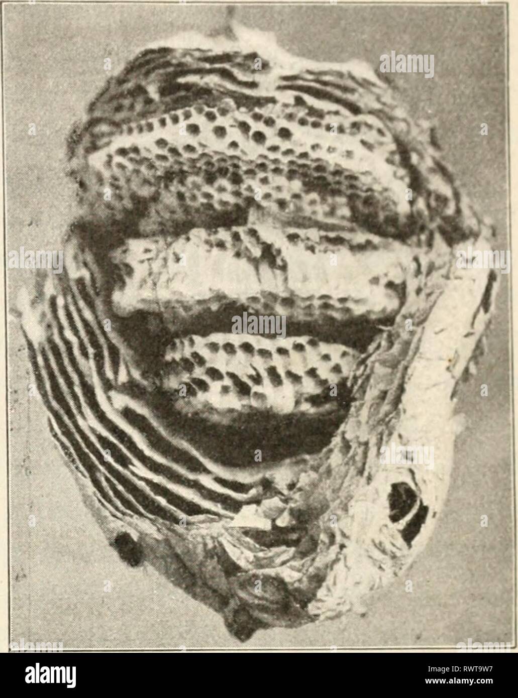 Elementi di biologia; un elementi pratici della biologia; un testo pratico-prenota la correlazione di botanica, zoologia e fisiologia umana elementsofbiolog00hunt Anno: [c1907] insetti 251 è invece un captive la maggior parte della sua vita. La maggior parte delle uova sono fecondate dagli spermatozoi dei maschi; uova non fecondate si sviluppano in maschi o fuchi. Dopo un breve esiste- ence nell'alveare i fuchi sono generalmente pilotati dai lavoratori. Le uova fecondate possono sviluppare in operai o, se la giovane larva è alimentata con un determinato tipo di cibo, si svilupperà in un giovane regina. Le cellule del pettine sono bui Foto Stock