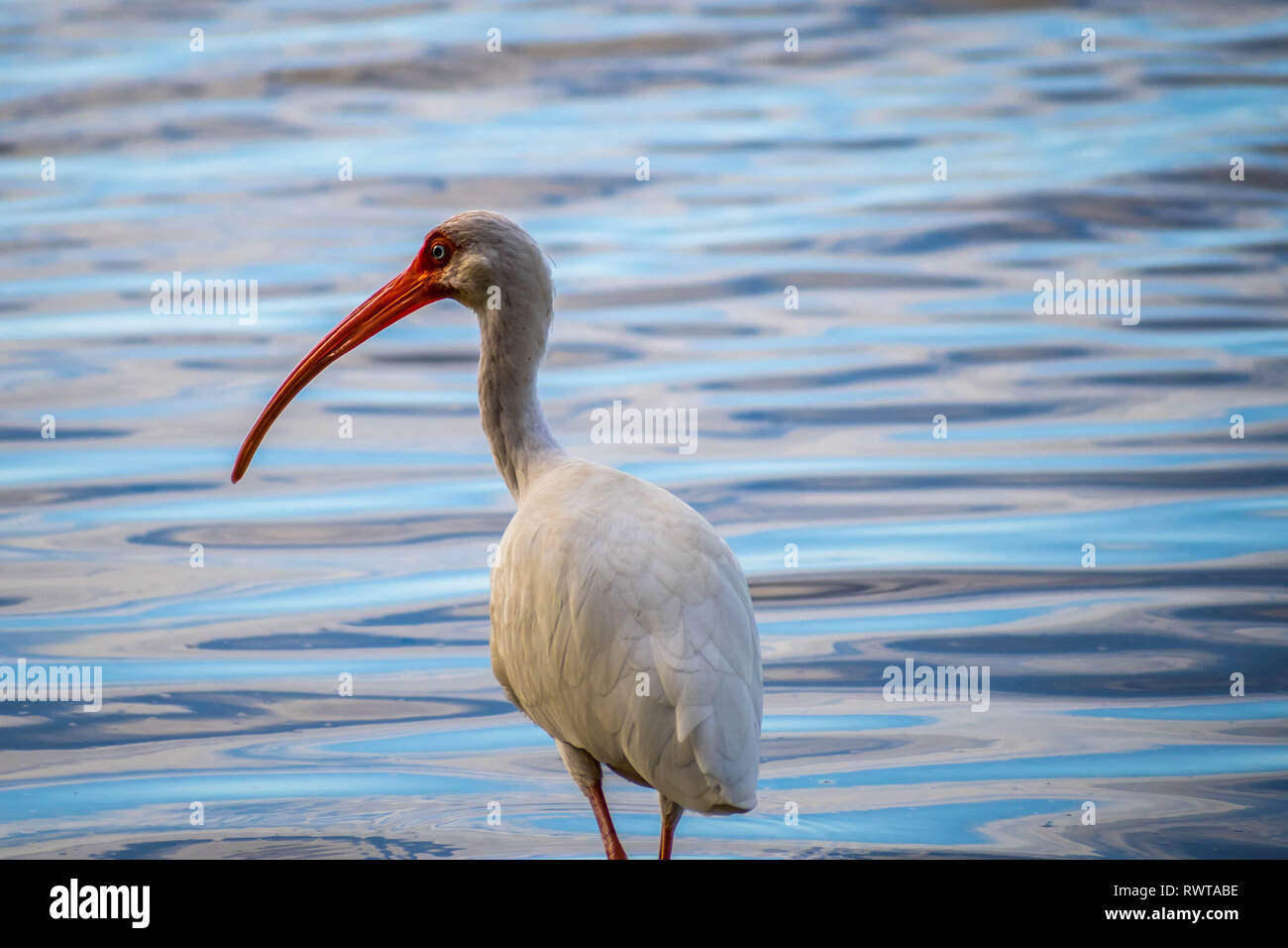 Un bianco naturale Ibis in Brandeton, Florida Foto Stock