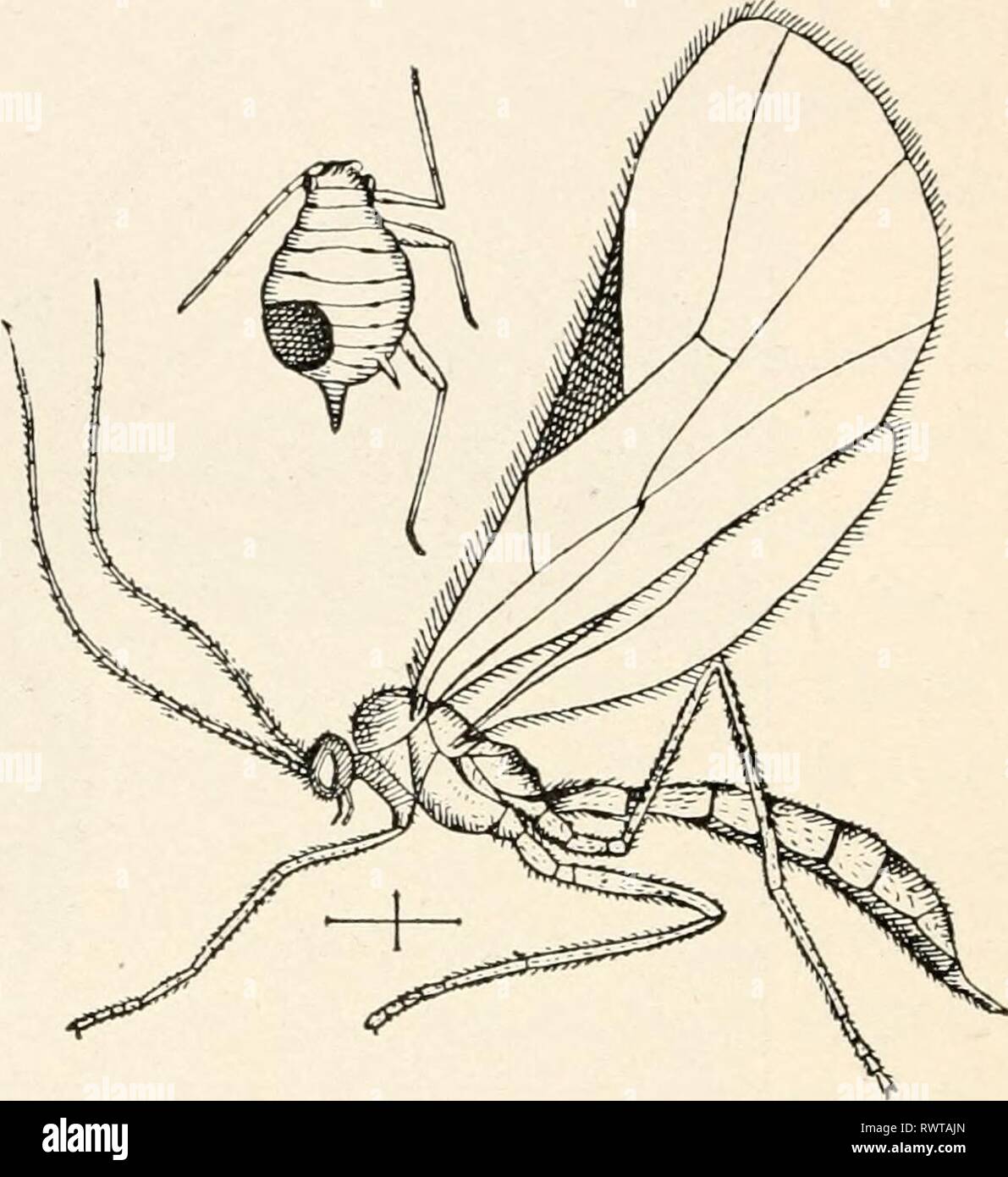 Entomologia elementare ([c1912]) elementare entomologia elementaryentomo00sabbia Anno: [c1912] FIG. 398. Verde morto- bug, che mostra i fori da cui fuoriescono i parassiti. (Molto ingrandita della figura superiore mostra il coperchio ancora attaccato, e la parte inferiore mostra il parassita emergenti. (Dopo Webster, Reparto di Stati Uniti dell'Agricoltura) FIG. 399. Grano-pidocchio parassita (Aphidius granariaphis Cook) e parasitized afide dal quale un parassita è emerso. (Molto ingrandito) (copiati da J. B. Smith) Foto Stock