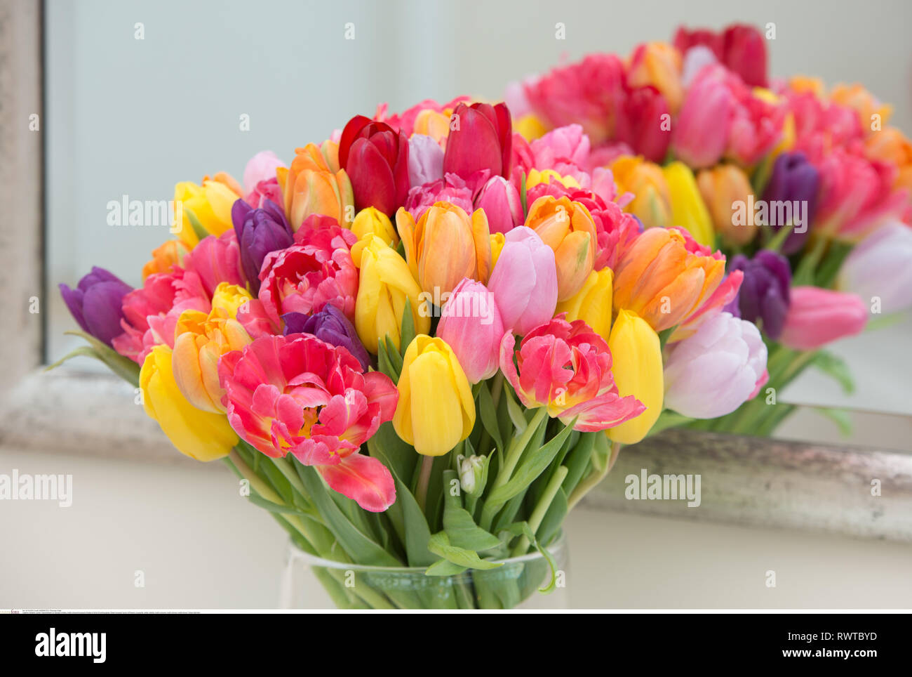 La botanica, multicolore bouquet di tulipani in , Attenzione! Per Greetingcard-Use / Postcard-Use nei Paesi di lingua tedesca talune restrizioni possono applicare Foto Stock