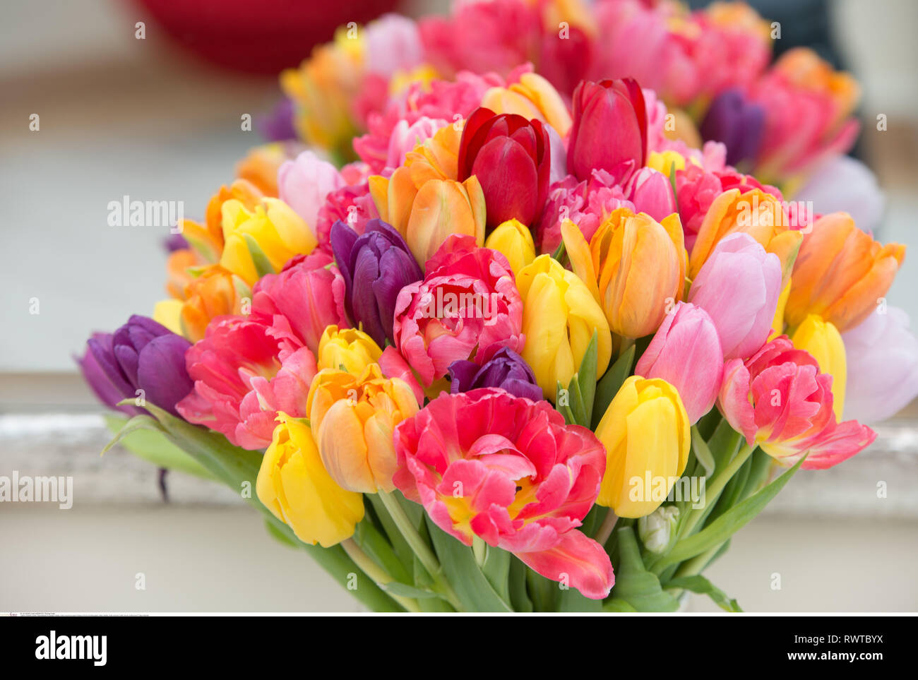 La botanica, multicolore bouquet di tulipani in , Attenzione! Per Greetingcard-Use / Postcard-Use nei Paesi di lingua tedesca talune restrizioni possono applicare Foto Stock